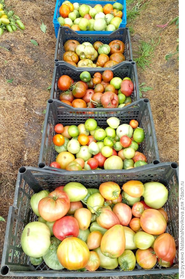 паровозик из не дозрелых и спелых томатов