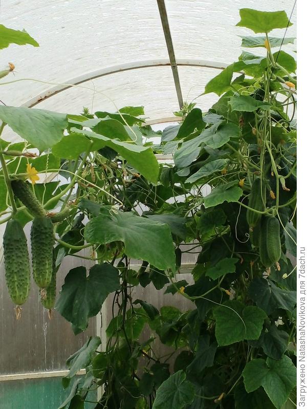 на днях доберусь и до огурцов