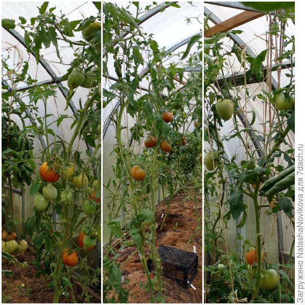 подвёл август, им бы ещё спеть и спеть