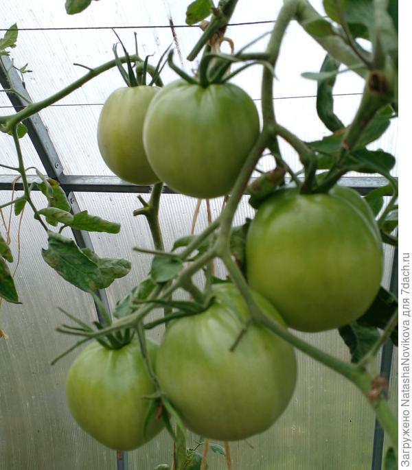 пересилила себя, трудно срывать такую красоту не доспелой, ну что ж теперь, прогноз погоды не радует