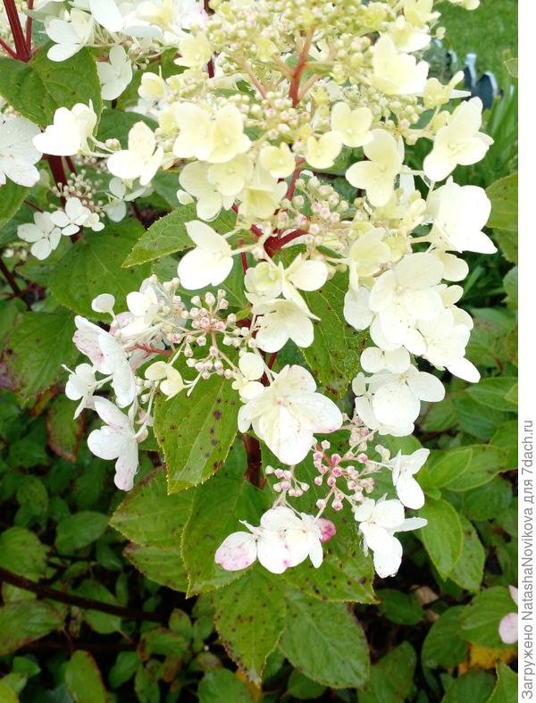 пятен с каждым днём становится всё больше:(