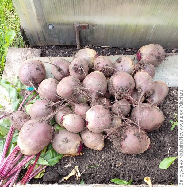 с первого урожая уже заготовила борща