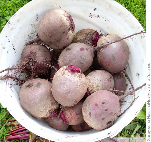 этой хватит за глаза