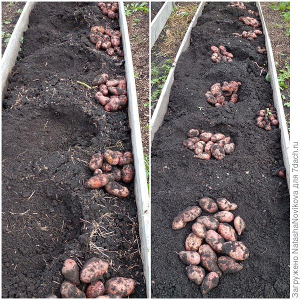 в лунках картошек мало