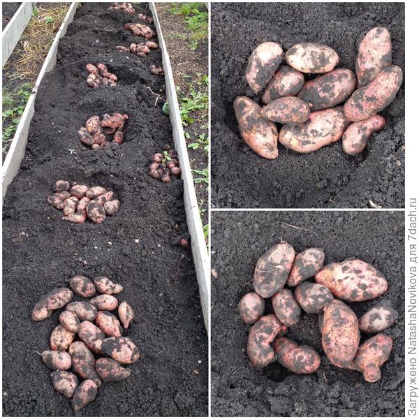 красная хоть и не ровная, но без гнили