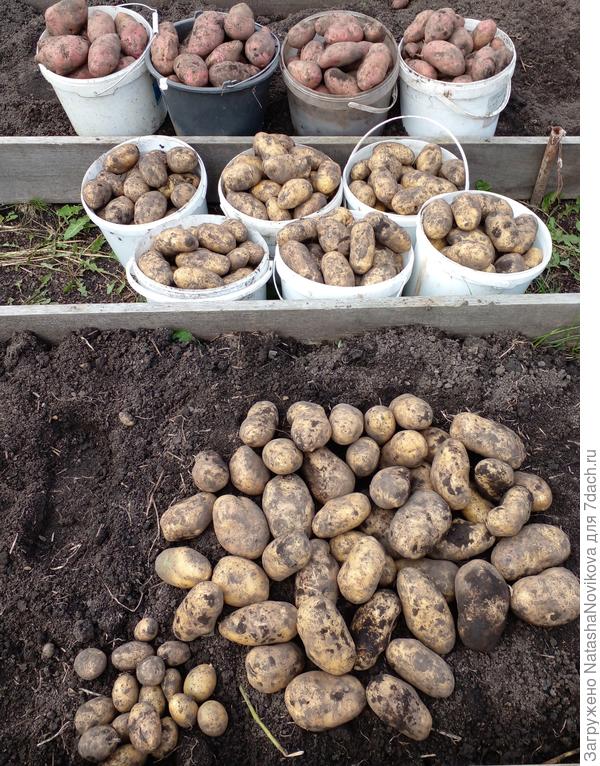 сегодня накопала