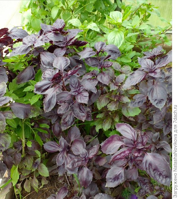 базилик в июле состригала, а он с новой силой вырос, сушить надо