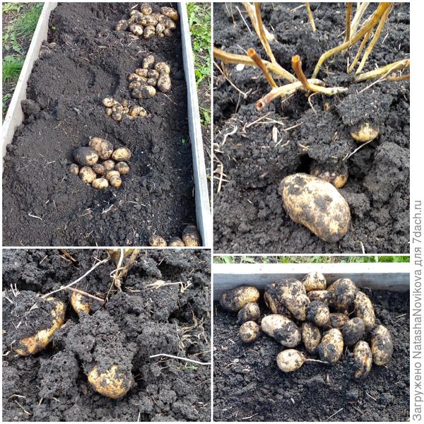 желтую начала копать - душа пела