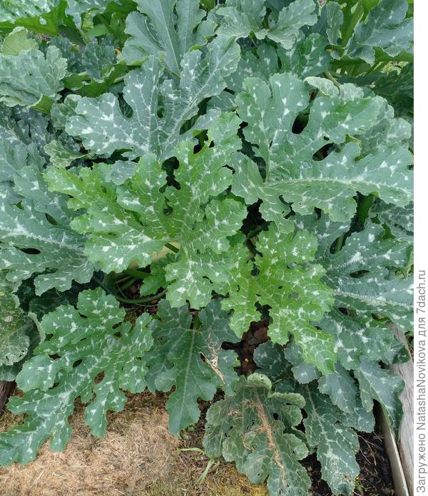 кабачок снежный распушился