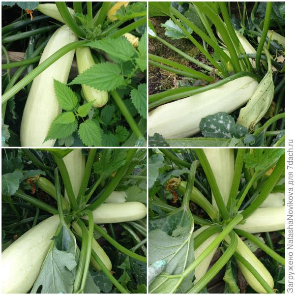 куда мне их? опять соседским курам будет праздник:)