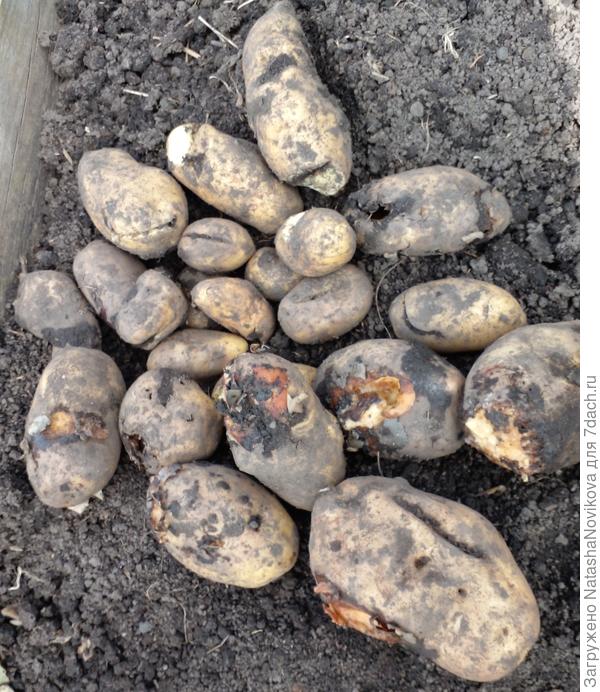 желтая гниёт со страшной силой, 2 ведра утащила на помойку