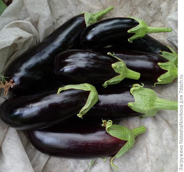 собрала бОльшенькие