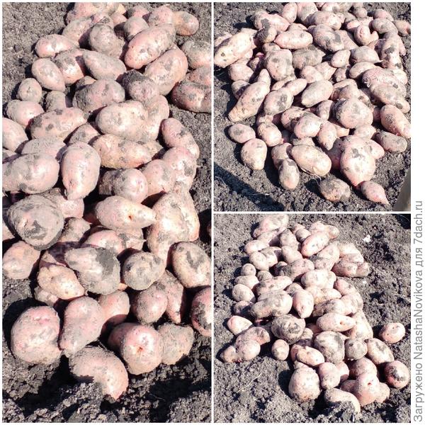 крупной много, мелочи практически нет