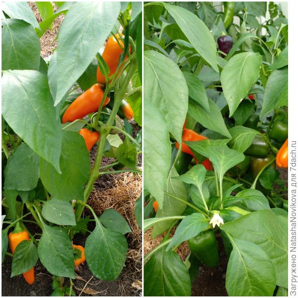 &quot;лакомки оранжевой&quot; нынче мало