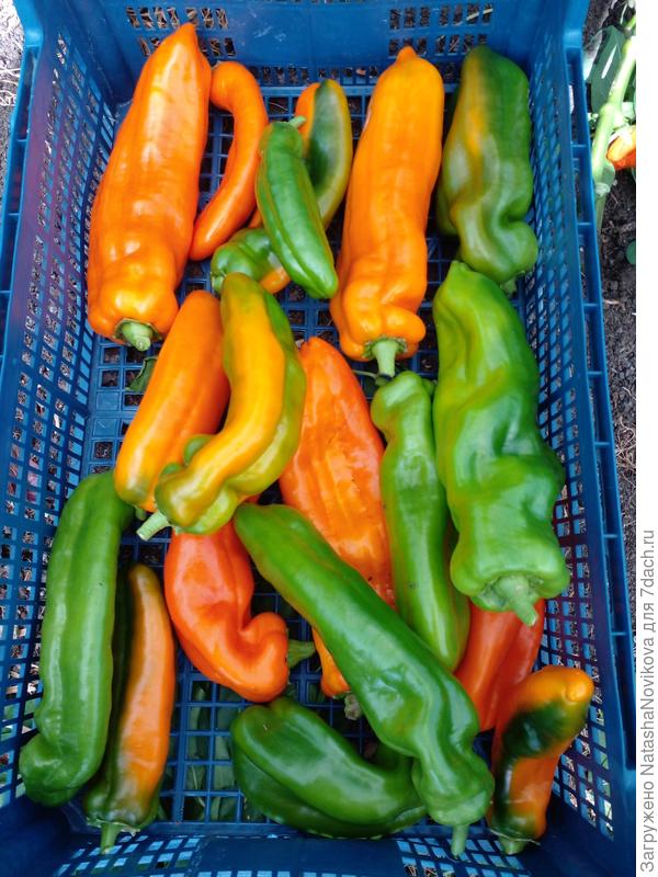 палермо последние