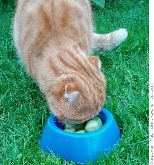 пусть витаминизируется, скоро зима