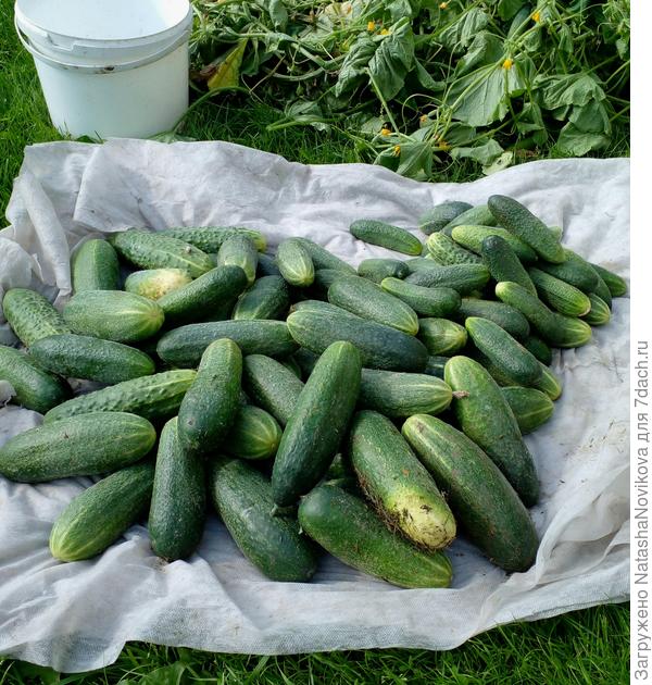 вырвала три корня огурцов, один пока оставила