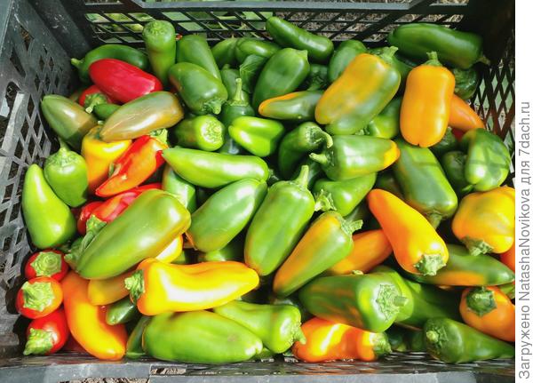 много лакомок наросло