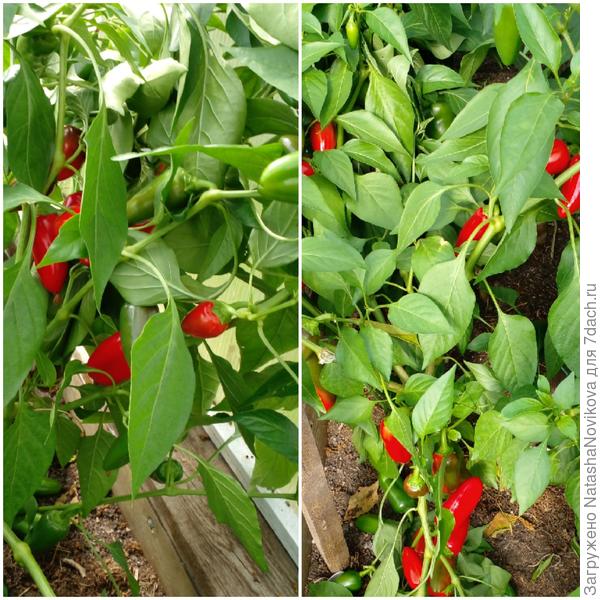 &quot;лакомка рубиновая&quot; весёленькая