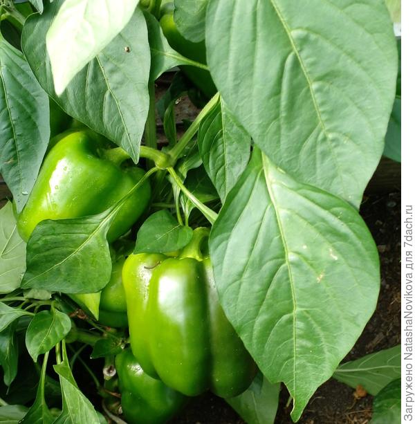 перчики отказываются краснеть, буду снимать зелеными