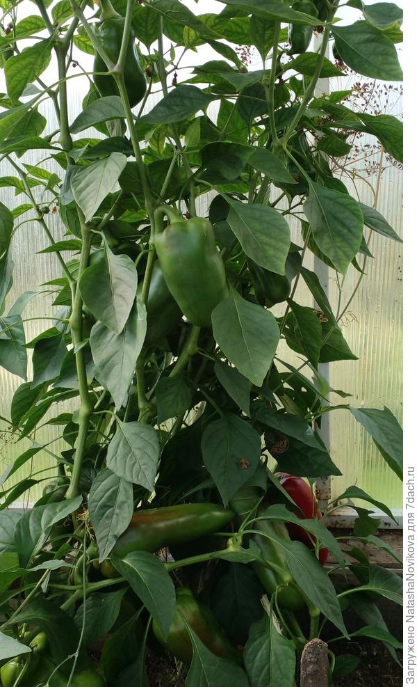 какой то пересорт попался