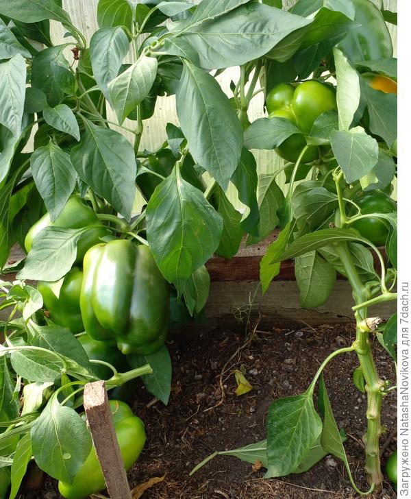 &quot;партнёр&quot; из собранных семян в этом году не успел созреть