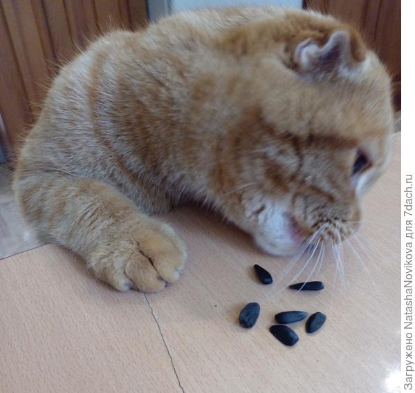 сначала со стола съест