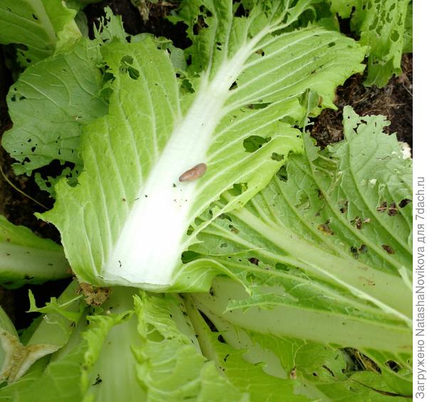 твари не насытные :(