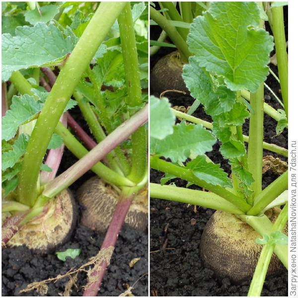 с чёрной редькой опять облом, 50% не взошло, а она у нас что то дорогая стала, в прошлую зиму так хотелось редьки со сметанкой, в магазах была по 300 рэ за кэгэ