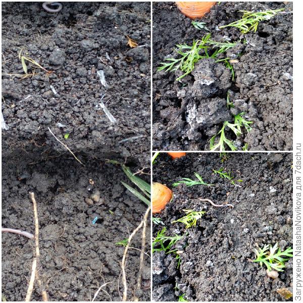 на грядке с морковью ледышки