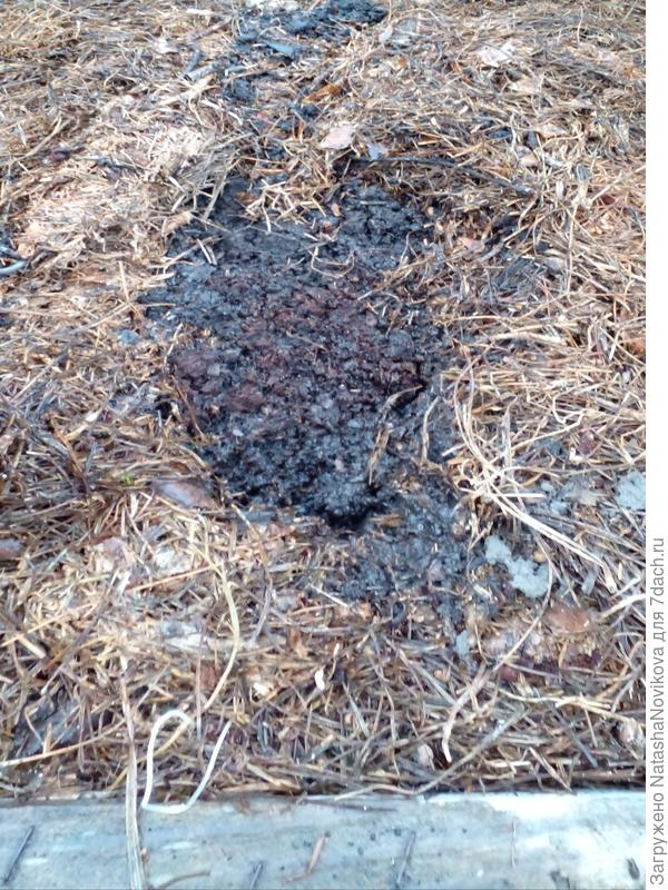 сверху вроде сухо, копнула, а там болото.