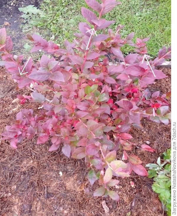 приросты есть, не гнутся, но они из зимы выходят сухими и ломкими