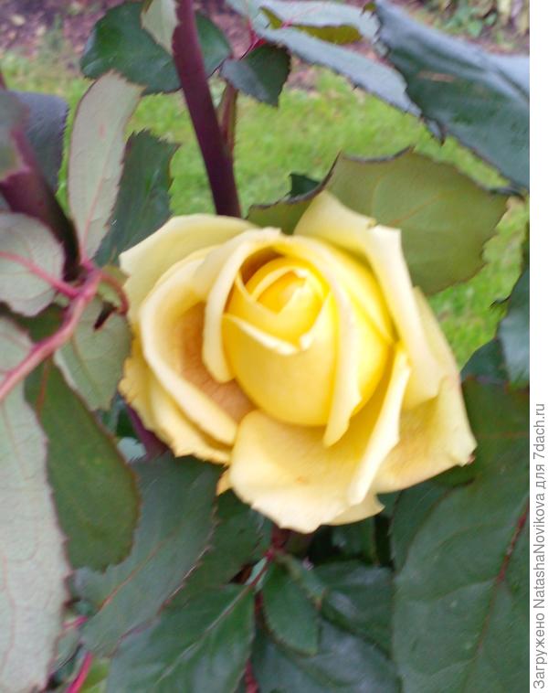 последний цветок в сезоне 2024