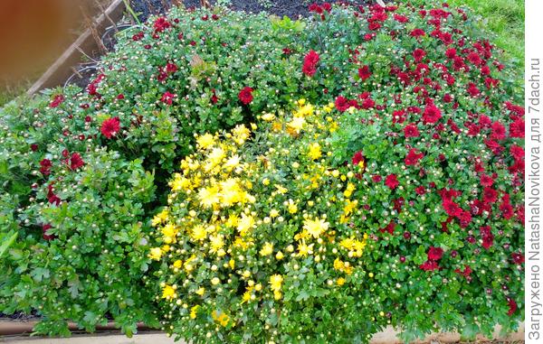 без солнца даже королевы осени - хризантемы выглядят печально