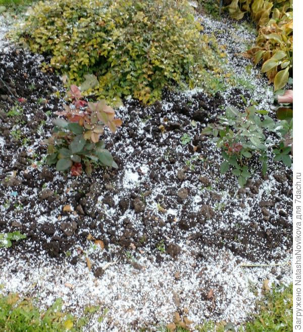 хотела снега? получила:(