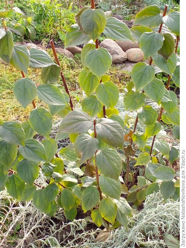 если нужно укрывать, то как? Кто знает - подскажите.