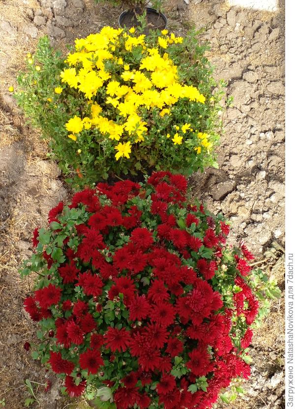 начеренкую весной 100500 штук, а цветные...обйдусь:)