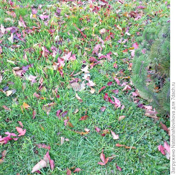 листва шуршит от ветерка