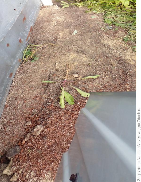 задняя сторона нашей сарайки обшита кровельным железом.