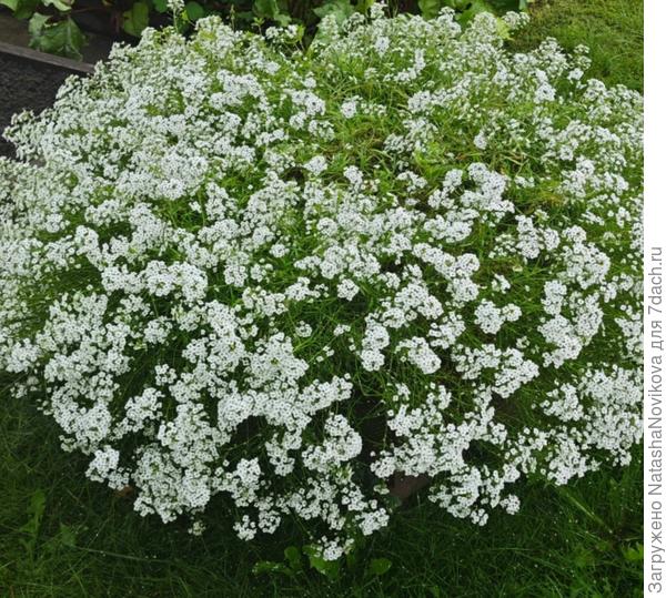 аллиссум вегетативный не сдаётся