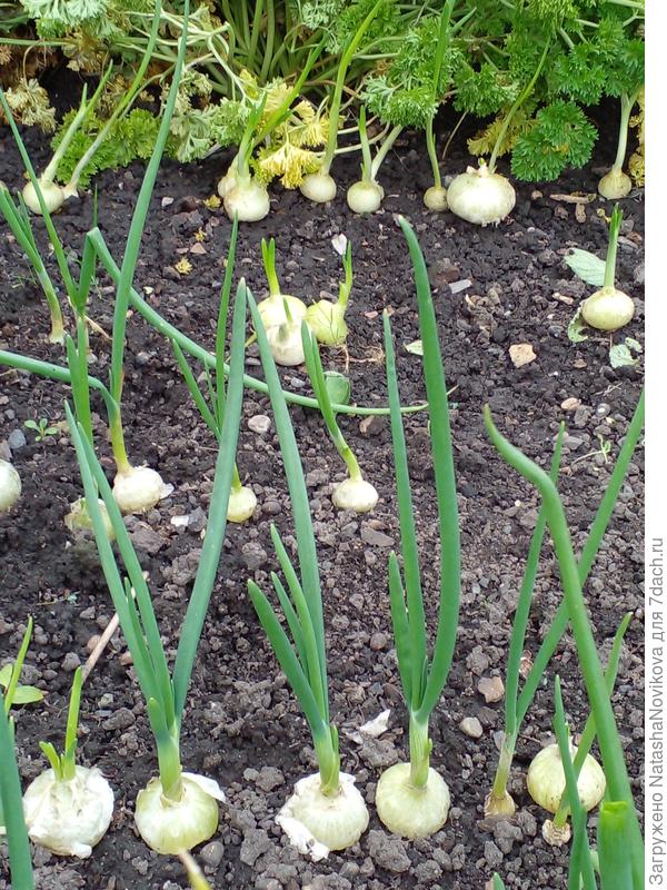 вчера забыла лучок пересадить, ночью подмёрз