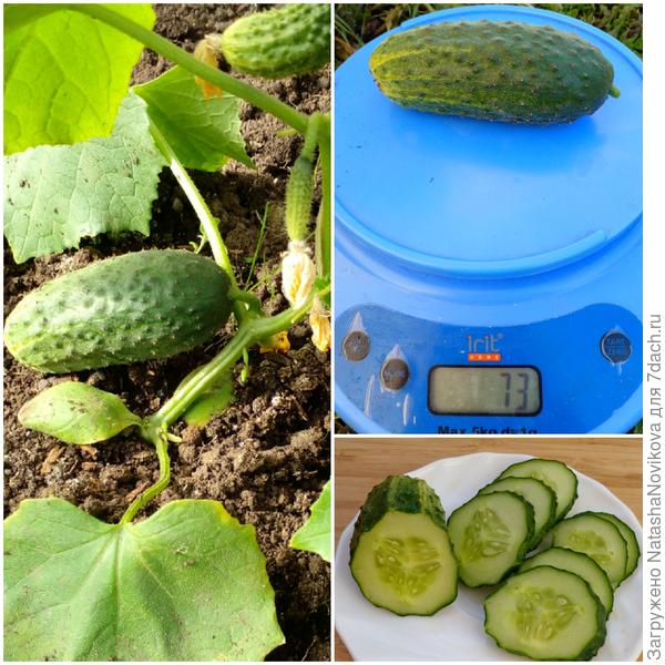 первые сняла 2 июня.