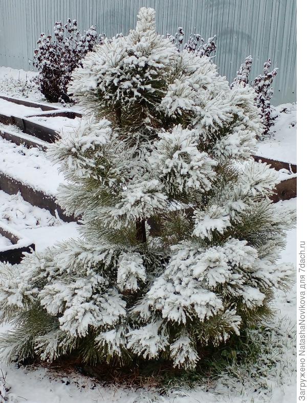 кедровые сосёнки пушатся:)