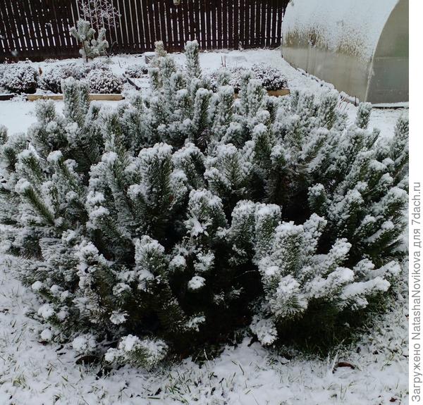 горная сосна то же прихорашивается;)