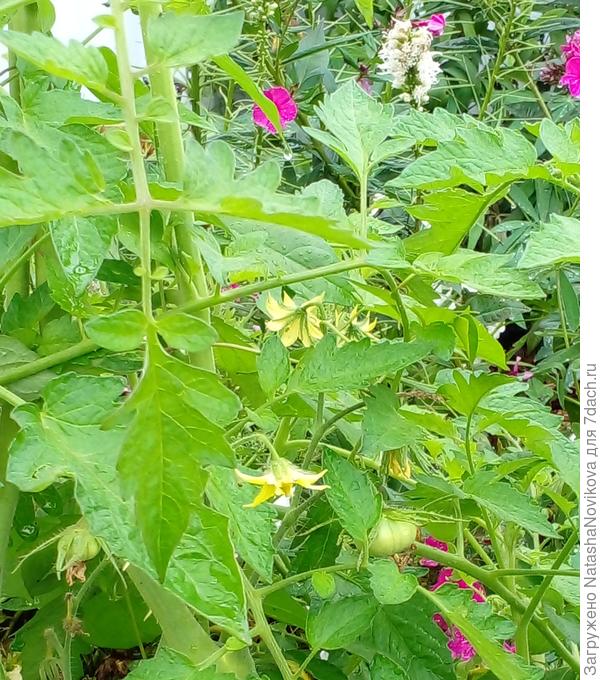 даже в цветнике сорняки томатики росли