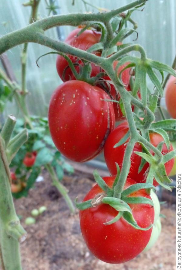 грушка черная