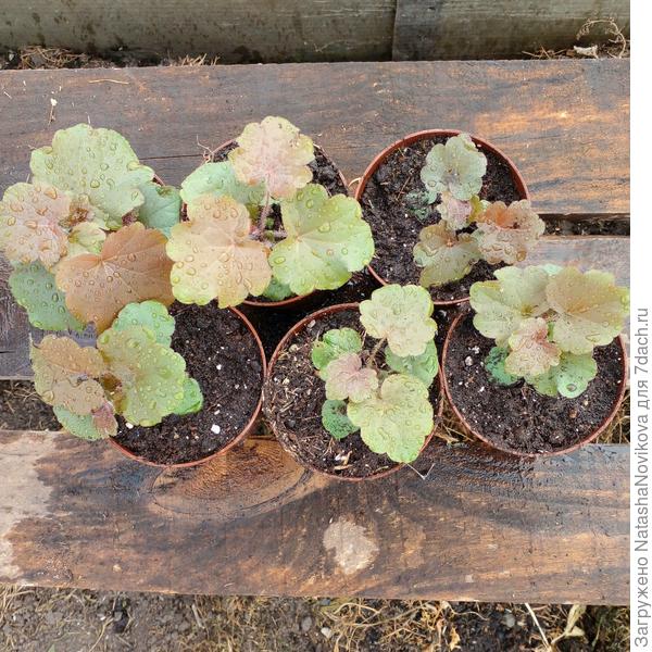 после перевалки