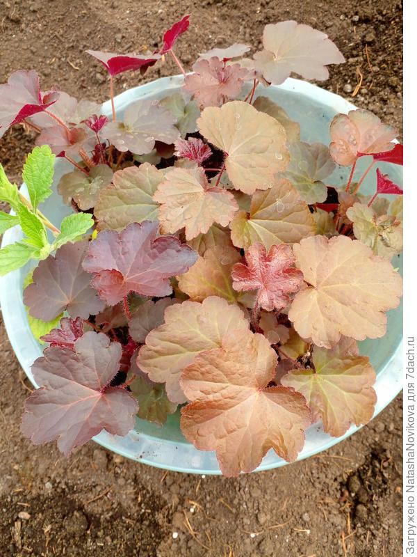 перед высадкой в ОГ