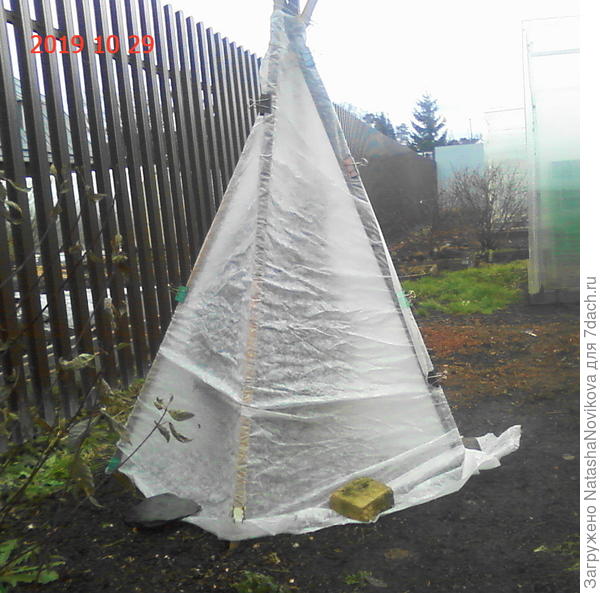 эта туя погибла не укрытая в одну из зим.