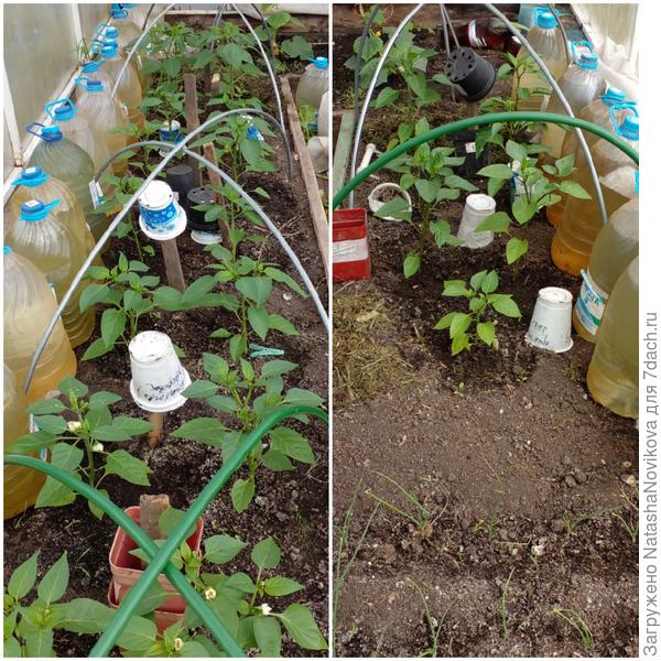 весь май росли под укрывным из за холода